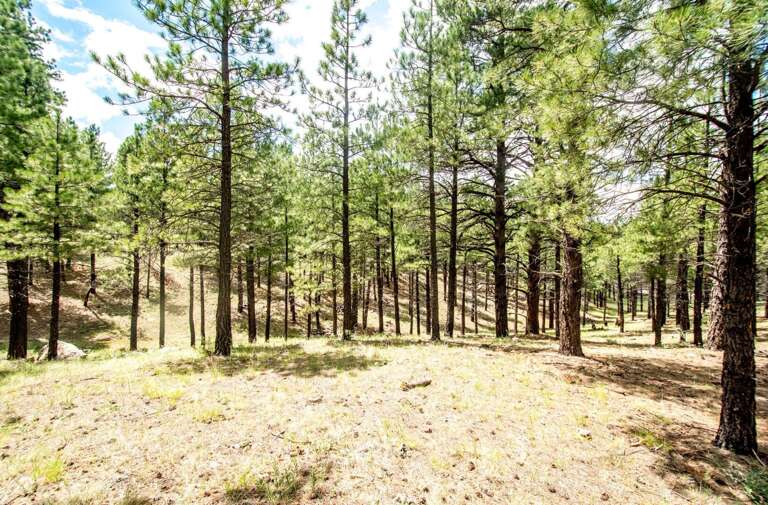 Minutes to Historic Downtown Flagstaff and NAU Minutes to Historic Downtown Flagstaff and NAU