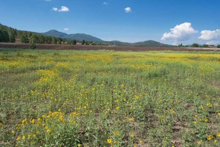 Enjoy tranquil mountain views near the Grand Canyon and Sedona. Plus, a trail across the street leads to downtown Williams in 10 minutes.