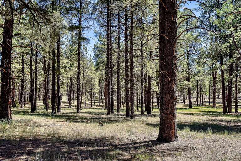Cozy Outdoor Experience: Roast marshmallows around the fire ring or relax on the front porch with views of the picturesque Ponderosa Pines. Keep an eye out for wildlife like elk and coyotes!
