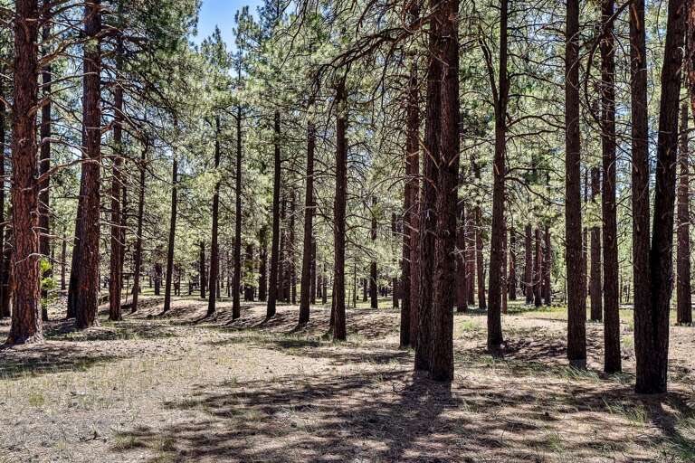 Keep an ear out for the distant howl of coyotes and watch for elk gracefully grazing in the meadow. Every moment is a chance to connect with the wild.