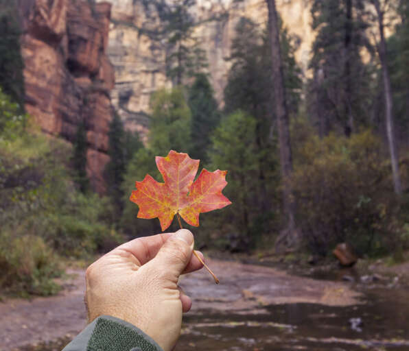 Oak Creek Canyon in Fall - Sedona AZ
