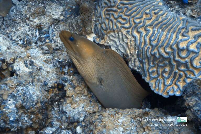 More Muraena in our sea waters among spectacular coral formation
