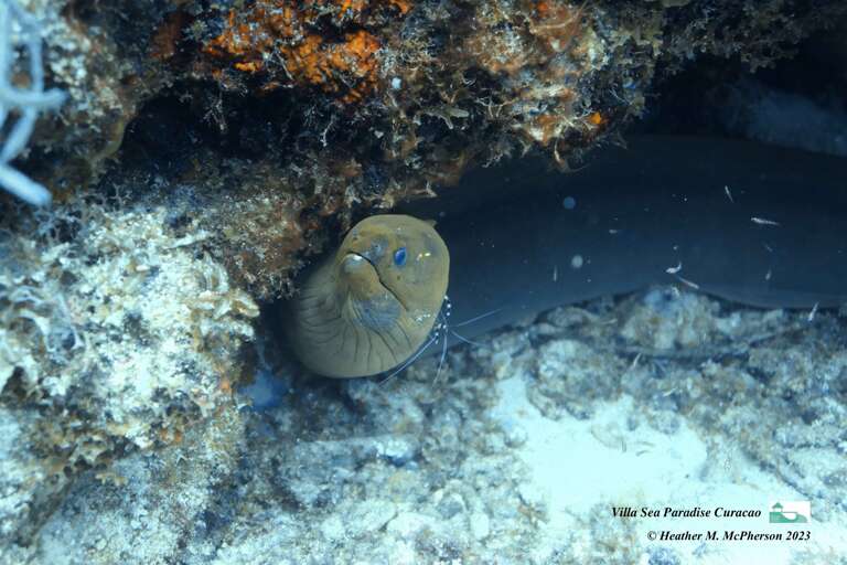 Eel or Tropical Muraena some meters away from the Dock oof Villa Sea Paradise Curaca