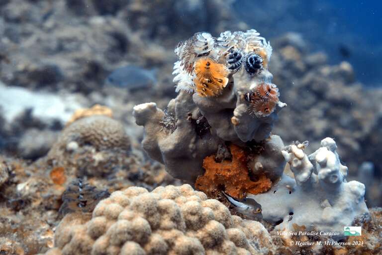 More tropical Corals at Villa Sea Paradise Curacao