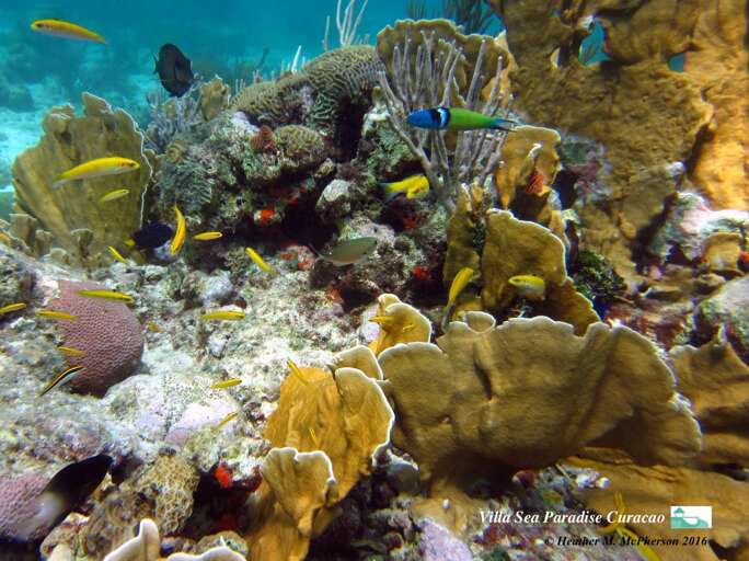 Nice Corals and colourful tropical reef fishes below our dock come and explore