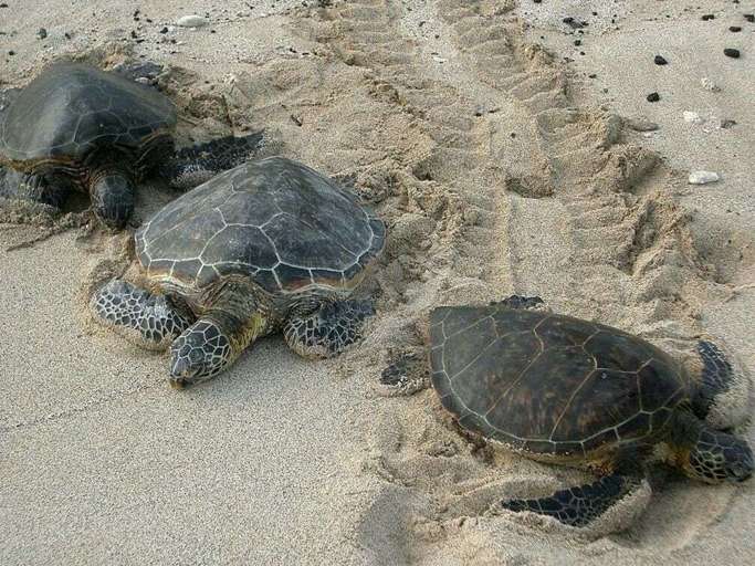 Sea turtles emerge from ocean at night to nest at Daytona Beach Shores beach.  Sea turtles emerge from ocean at night to nest at Daytona Beach Shores beach.