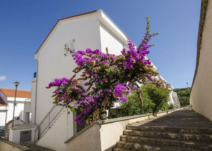 Necujam Apartment Rental
