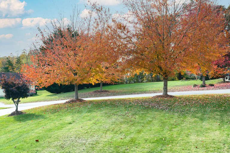 There is no shortage of trees on this property. While fall, summer & late spring display the richest foliage, you'll enjoy the natural beauty that surrounds you – no matter the season.
