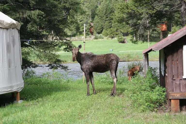 Moose and calf (look closely!) grazing near the Karst Cabins. These two had just crossed the river and were relaxing on the bank. Always respect wildlife and NEVER approach.