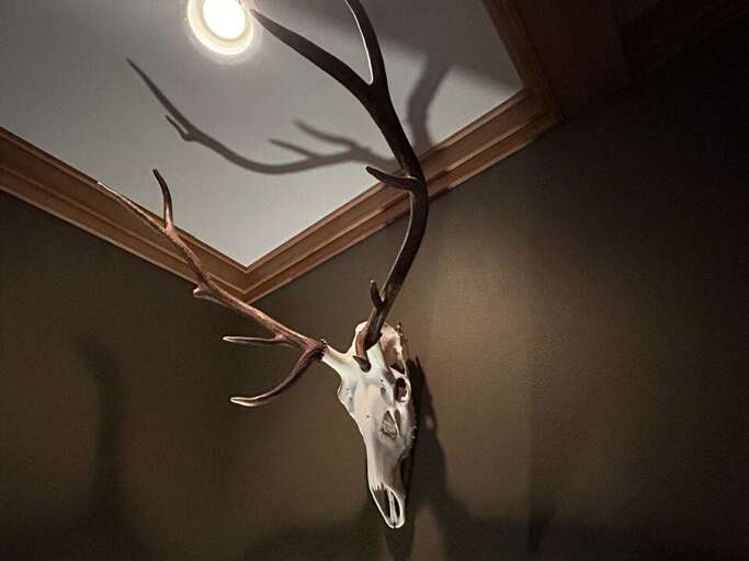 Deer Skull With Expansive Antlers On Dark Wall