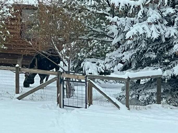 Check out this Moose hanging by the cabin | Nov 2022 | Exterior Check out this Moose hanging by the cabin | Nov 2022 | Exterior