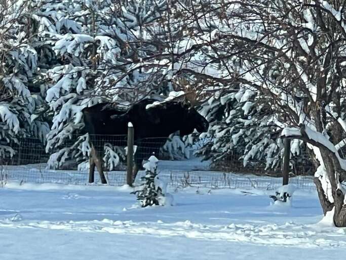 Check out this Moose hanging by the cabin | Nov 2022 | Exterior Check out this Moose hanging by the cabin | Nov 2022 | Exterior