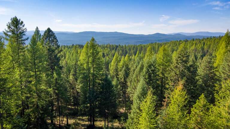 Sea of trees | Exterior Sea of trees | Exterior