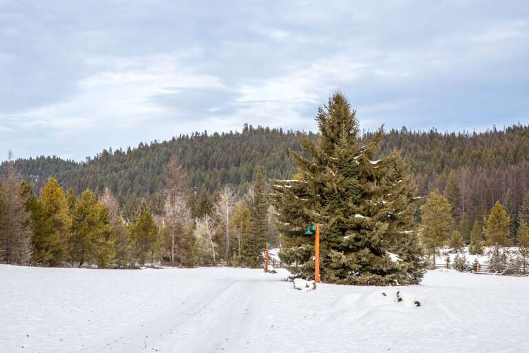 Road into Property and Forest Views | Exterior