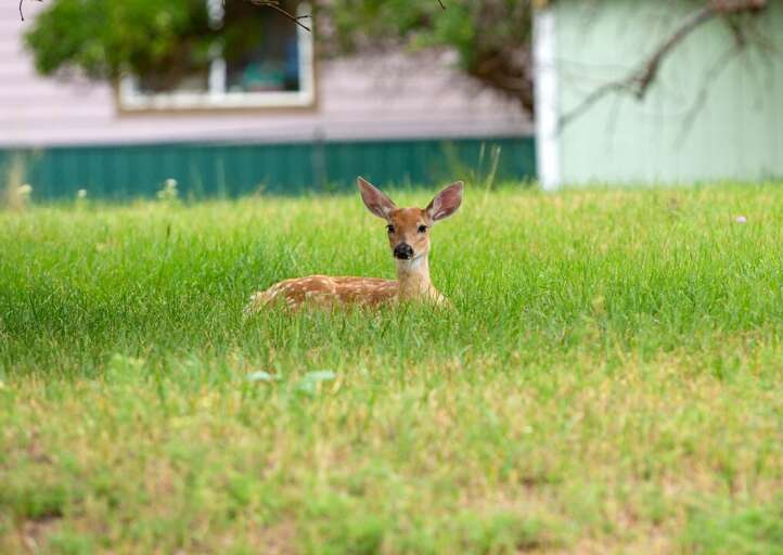Baby Fawn taking a rest in the Shade | Exterior