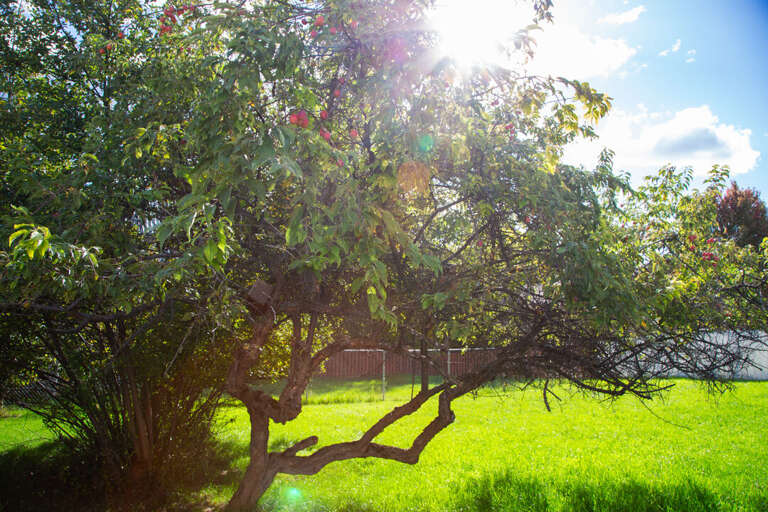 Big Back Yard with Landscaping | Exterior