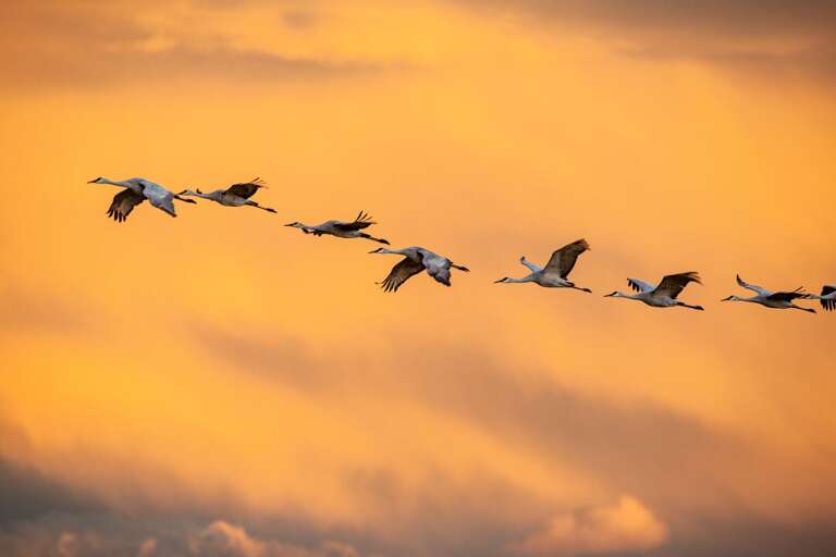 Fly-By at Sunset  | Exterior
