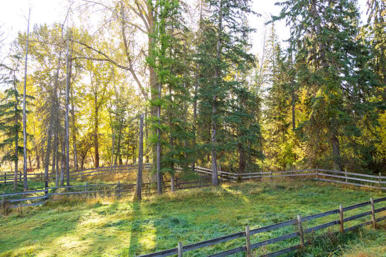 A peaceful forested yard filled with vibrant greens.