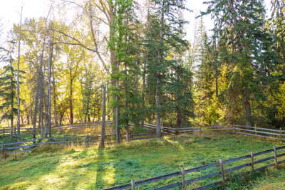 A peaceful forested yard filled with vibrant greens.