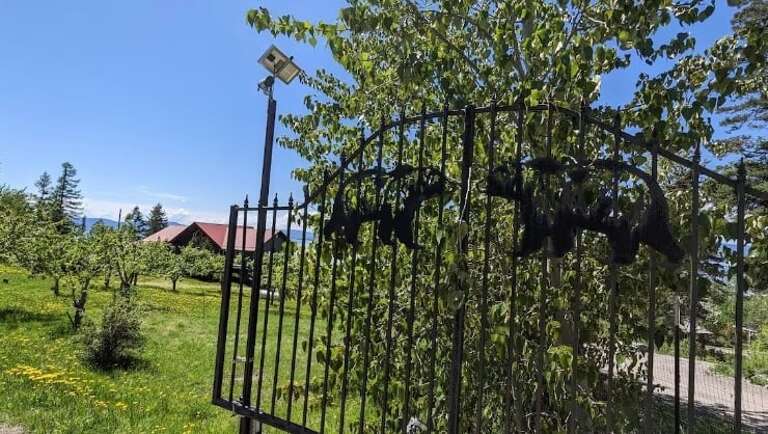 Garden Gate, Greenery, Distant Roof, Blue Sky