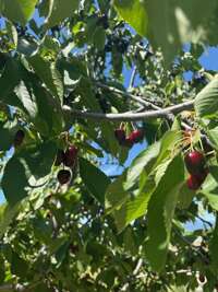 Flathead Valley - BF - 21566 MT Hwy 35