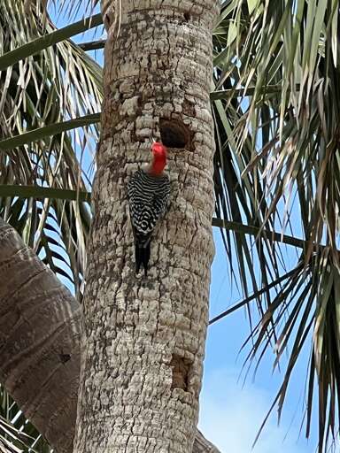 Red-Bellied Woodpeckers like the trees by our house