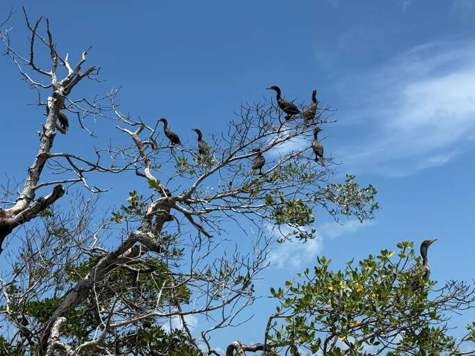 Double-Crested Cormorants hang out in the sound