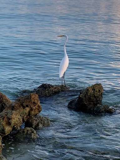 Great Egret