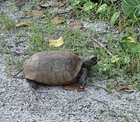 You're likely to spot a gopher tortoise while out and about!