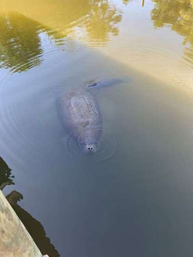 You may see manatee hanging around the boat slips
