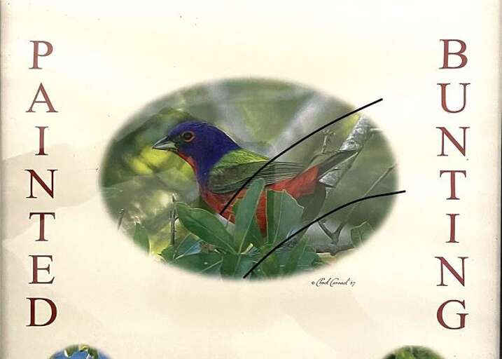 Colorful Bird Perched In Peaceful Pose