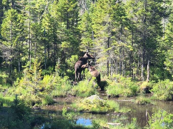 Some of the area's best moose viewing locations are right at your doorstep. Patience is required, but the reward is magnificent!