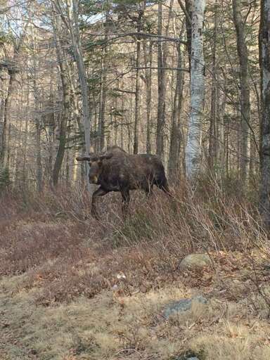 Another moose