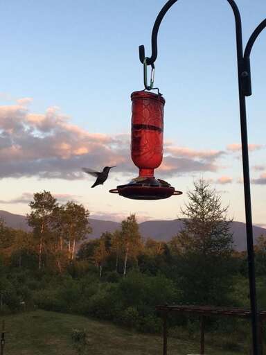 An eco-friendly property, we see animals large and small. Hummingbirds flock to the area, and they're so fun to watch!