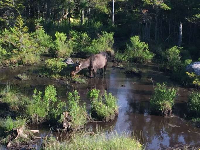While hard to spot, the property is one of the best places in New Hampshire to see a moose! While hard to spot, the property is one of the best places in New Hampshire to see a moose!