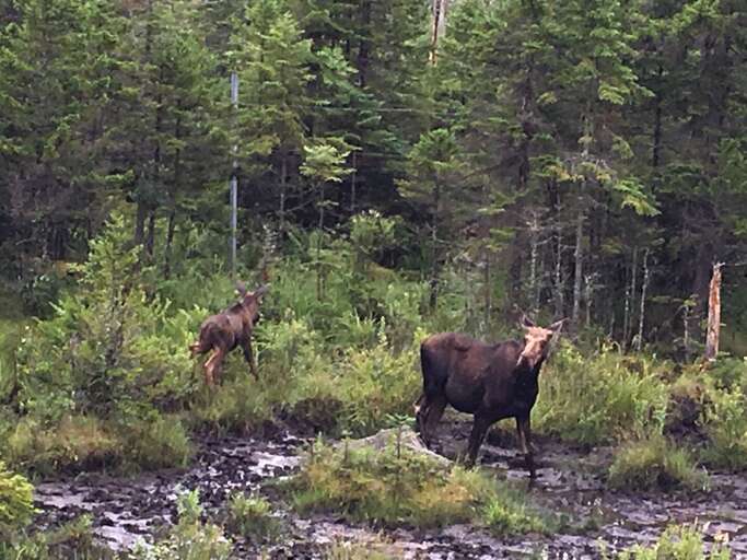 Summer visitors Summer visitors