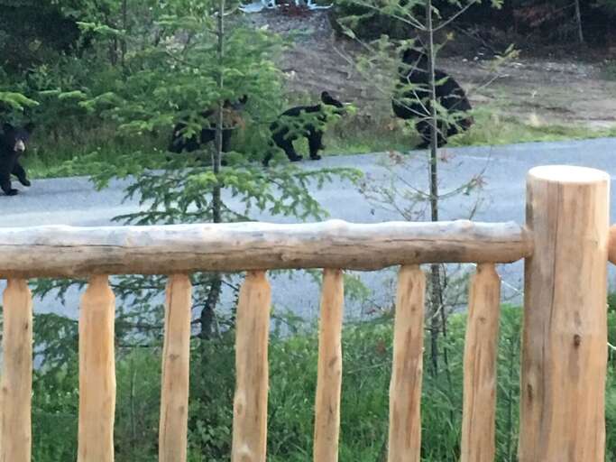 Summer visitors Summer visitors