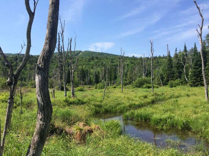 The wetlands that make up the Western side of this large estate are a great place to spot wildlife The wetlands that make up the Western side of this large estate are a great place to spot wildlife