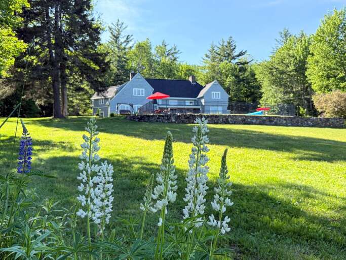 Lupines in spring with land once owned by the legendary Robert Frost