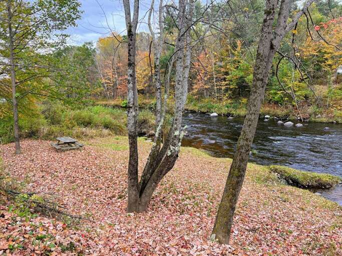 Riverside Scenery With Trees And Fallen Leaves
