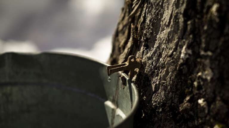 Maple tapping Maple tapping