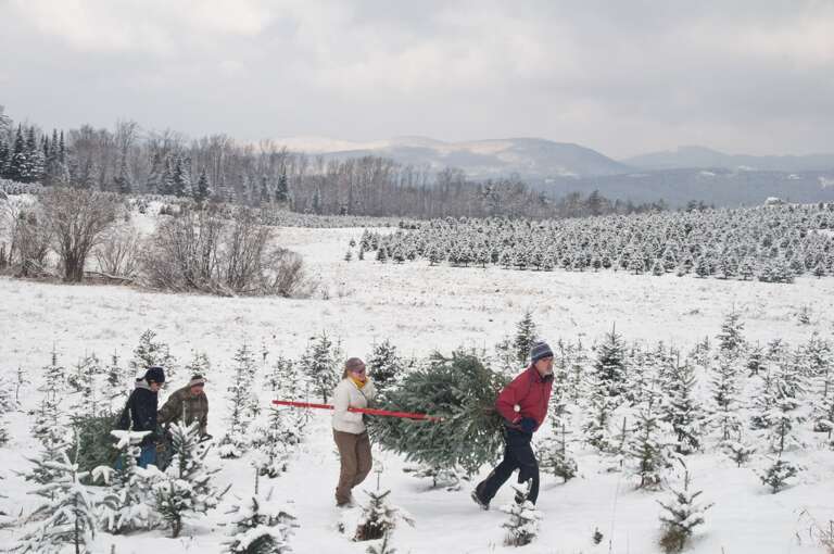 Snowy Harvest Snowy Harvest