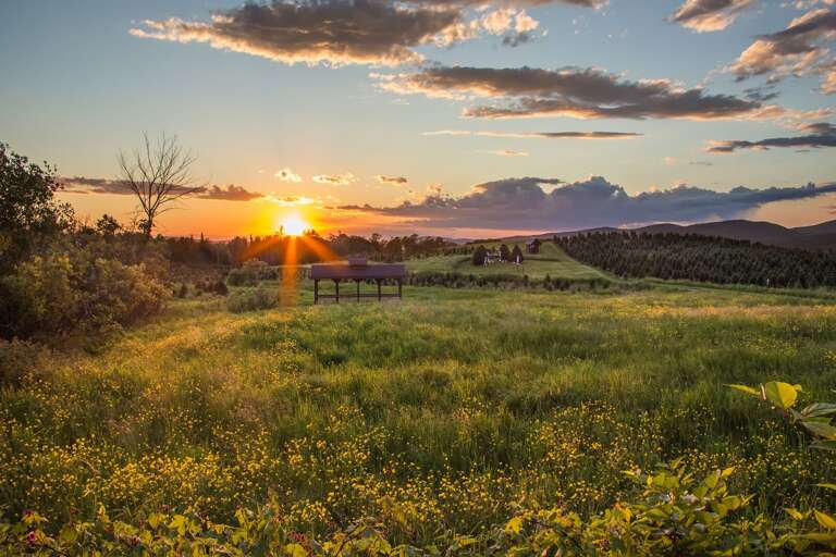 Another view, towards the working tree farm. Photo taken on site by Photographer Chris Whiton Another view, towards the working tree farm. Photo taken on site by Photographer Chris Whiton