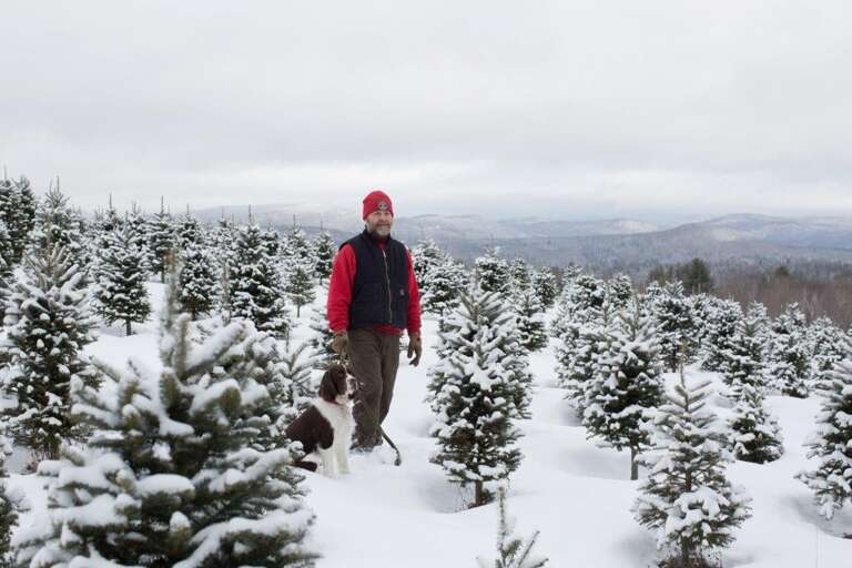 A walk in the Christmas Tree farm is peaceful, serene and restorative A walk in the Christmas Tree farm is peaceful, serene and restorative