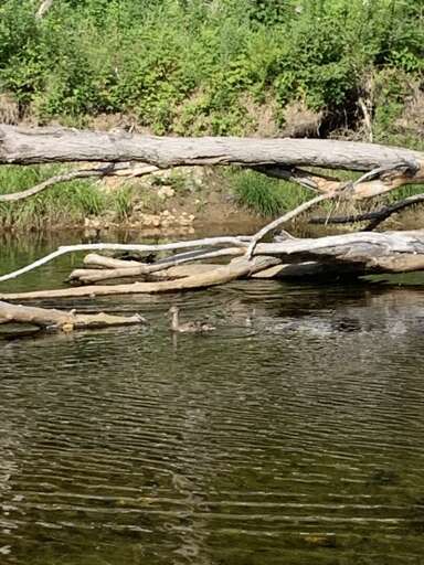 Water fowl on the river. So tranquil