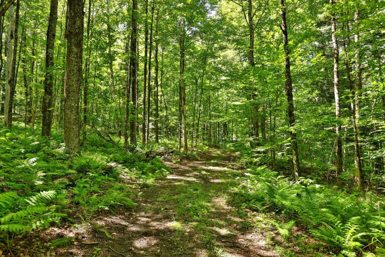 A second woodland path winds past mossy stones beneath a leafy canopy.
