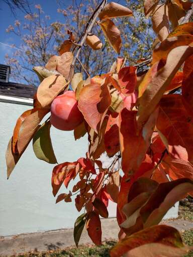 Our beautiful backyard persimmon tree, which has been an inspiration for some of our decor Our beautiful backyard persimmon tree, which has been an inspiration for some of our decor