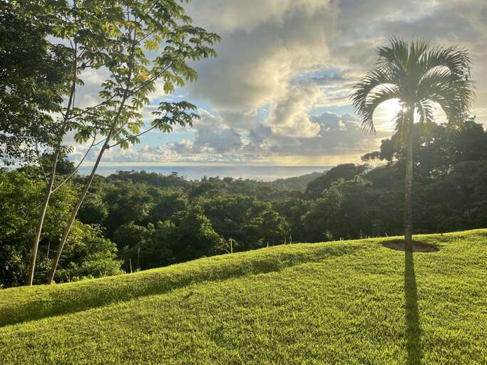 Scenic View Of A Grassy Hill With A Palm Tree Overlooking A Forest Canopy Under A Cloudy Sky Scenic View Of A Grassy Hill With A Palm Tree Overlooking A Forest Canopy Under A Cloudy Sky