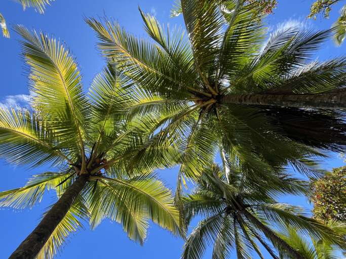 Beautiful palm trees on the property!  Beautiful palm trees on the property!