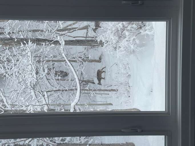 View Of A Snowy Forest With A Deer Through A Window View Of A Snowy Forest With A Deer Through A Window